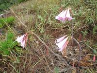 Levada-Wanderung von Marroços