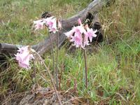 Levada-Wanderung von Marroços