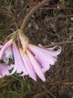 Levada-Wanderung von Marroços