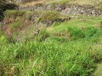 Levada-Wanderung von Marroços