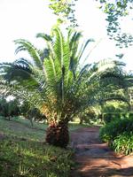 Besuch der Palheiro Gardens in Funchal