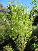 Besuch der Palheiro Gardens in Funchal