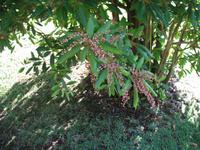 Besuch der Palheiro Gardens in Funchal