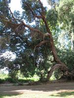 Besuch der Palheiro Gardens in Funchal