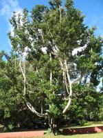 Besuch der Palheiro Gardens in Funchal