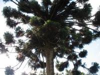 Besuch der Palheiro Gardens in Funchal