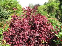 Besuch der Palheiro Gardens in Funchal