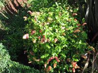 Besuch der Palheiro Gardens in Funchal