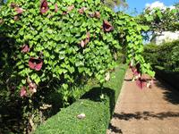 Besuch der Palheiro Gardens in Funchal