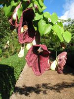 Besuch der Palheiro Gardens in Funchal