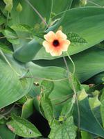 Besuch des Orchideengarten 