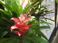 Besuch des Orchideengarten 