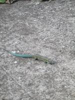 Besuch des Orchideengarten 