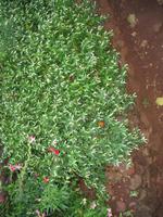 Besuch des Botanischen Garten 