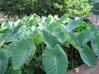 Besuch des Botanischen Garten 