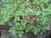 Besuch bei Esmeralda in ihrem Kräutergarten 