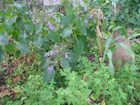 Besuch bei Esmeralda in ihrem Kräutergarten 