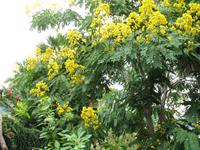 Besuch bei Esmeralda in ihrem Kräutergarten 