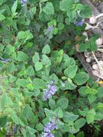 Besuch bei Esmeralda in ihrem Kräutergarten 