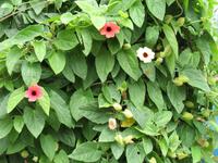 Besuch bei Esmeralda in ihrem Kräutergarten 