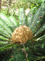 Besuch bei Esmeralda in ihrem Kräutergarten 