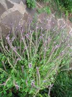 Besuch bei Esmeralda in ihrem Kräutergarten 