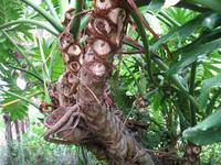 Besuch bei Esmeralda in ihrem Kräutergarten 