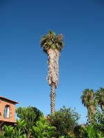Private Führung durch Botanischen Garten im Hotel Quinta Splendida