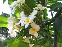 Private Führung durch Botanischen Garten im Hotel Quinta Splendida