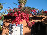 Private Führung durch Botanischen Garten im Hotel Quinta Splendida