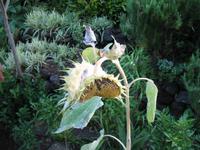 Private Führung durch Botanischen Garten im Hotel Quinta Splendida