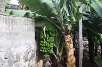 Bananen im Weingut