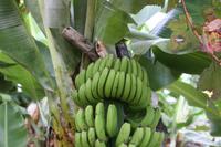 Bananen im Weingut_2