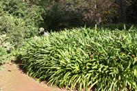 Garten der Familie Blandy_11