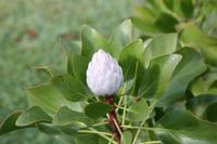 Garten der Familie Blandy_15