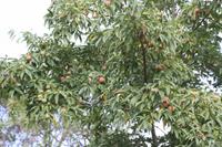 Garten der Familie Blandy_27