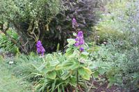 Garten der Familie Blandy_29