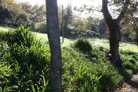 Garten der Familie Blandy_3