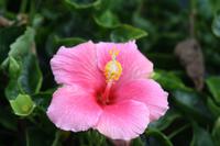 Garten der Familie Blandy_35