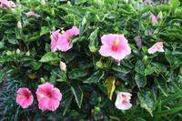 Garten der Familie Blandy_36