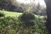 Garten der Familie Blandy_4