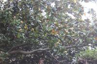 Garten der Familie Blandy_41