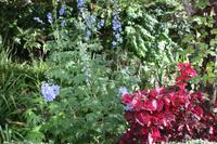 Garten der Familie Blandy_42