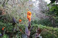 Garten der Familie Blandy_43