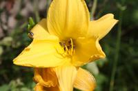 Garten der Familie Blandy_45