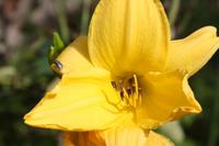 Garten der Familie Blandy_46