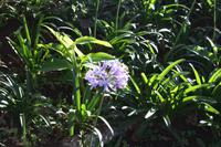 Garten der Familie Blandy_5