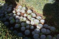 Garten der Familie Blandy_52