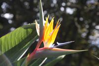 Garten der Familie Blandy_54