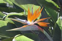 Garten der Familie Blandy_55